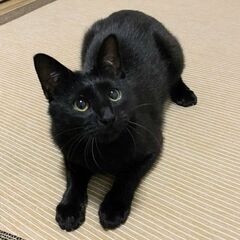 【里親様決定★】人が大好き💗穏やかな｢もずく｣くん♂
