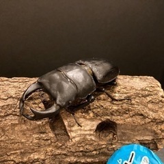 【 ♂78㎜×♀49㎜ 】久留米血統　オオクワガタ　1〜2令幼虫