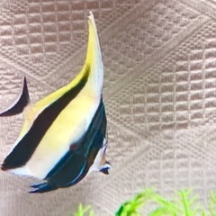 ツノダシ