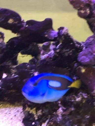 ⭐️熱帯魚フルセット(海水魚)