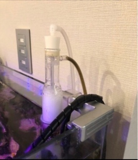⭐️熱帯魚フルセット(海水魚)