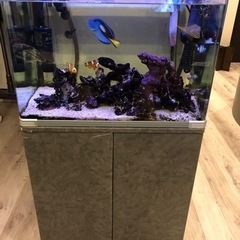 ⭐️熱帯魚フルセット(海水魚)