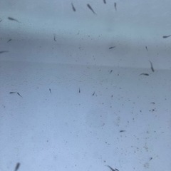 フォロワー20人記念100円均一　幼魚MIX+幼魚オロチの画像