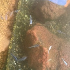 フォロワー20人記念100円均一　幼魚MIX+幼魚オロチの画像