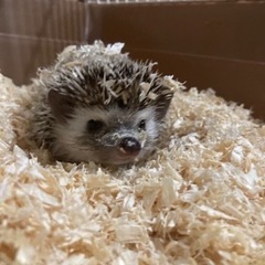 ハリネズミ里親募集中