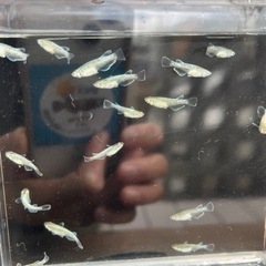 5月6月生まれメダカセット①～⑤