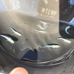 【商談成立】メダカ　青蝶　若魚３ペアセットの画像