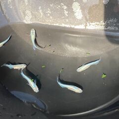 【商談成立】メダカ　青蝶　若魚３ペアセットの画像