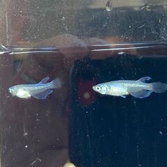 【商談成立】メダカ　青蝶　若魚３ペアセットの画像