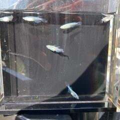 【商談成立】メダカ　青蝶　若魚３ペアセットの画像
