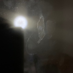 引き取り可能な方のみの画像