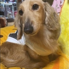 里親募集