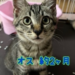 人慣れ抜群 オス 2ヶ月