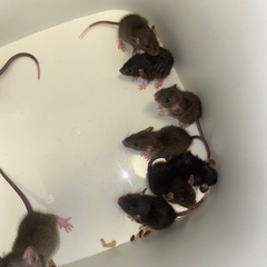 ダンボラット１