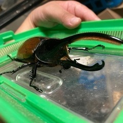 ヘラクレスオオカブト　リッキー　♂の画像