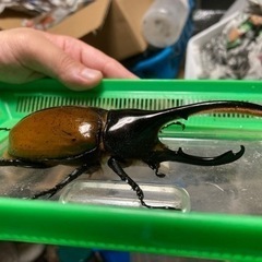 ヘラクレスオオカブト　リッキー　♂の画像