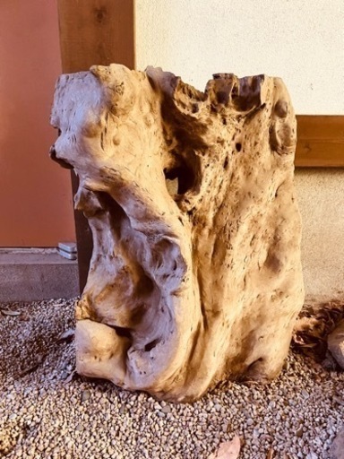 流木　高さ71cm