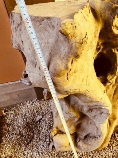 流木　高さ71cm