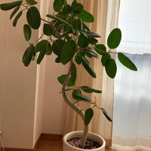 ベンガレンシス（高さ約115㎝）観葉植物