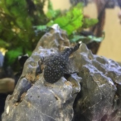 熱帯魚❗️ブッシープレコ(2〜4cm）の画像