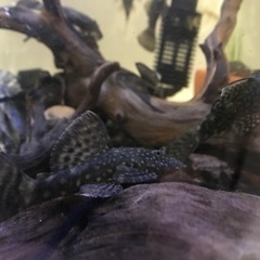 熱帯魚❗️ブッシープレコ(2〜4cm）の画像