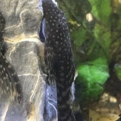 熱帯魚❗️ブッシープレコ(2〜4cm）の画像