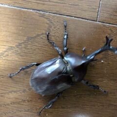 元気なカブトムシ　♂の画像
