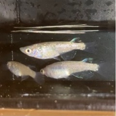 忘却の翼ピンク頭系
