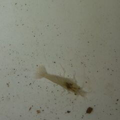 ミナミヌマエビ10匹。の画像