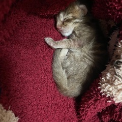 【至急】保護子猫 生後約1週間