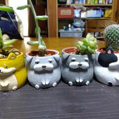 ワンコシリーズ🐶　＆多肉植物🌵(おまけ)