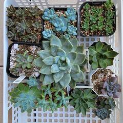 多肉植物その5