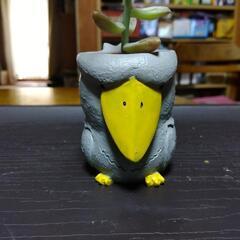 ハシビロコウ＆フクロウ🦉。多肉植物🌵(おまけ)の画像