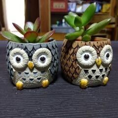 ハシビロコウ＆フクロウ🦉。多肉植物🌵(おまけ)の画像