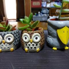 ハシビロコウ＆フクロウ🦉。多肉植物🌵(おまけ)