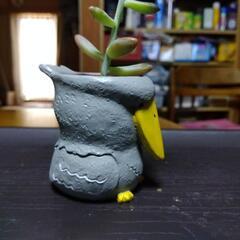 ハシビロコウ＆フクロウ🦉。多肉植物🌵(おまけ)の画像