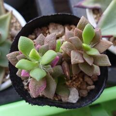 多肉植物 桜吹雪