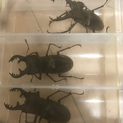 ミヤマクワガタ60〜65ミリ