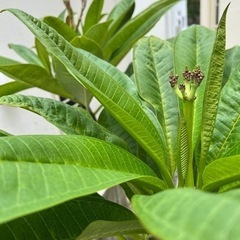 プルメリア🌼切り枝・小の画像