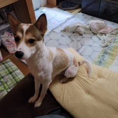 雑種犬 - 犬