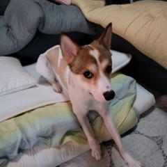 雑種犬