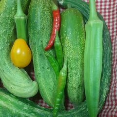★無農薬★11種の夏野菜セットの画像
