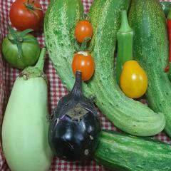 ★無農薬★11種の夏野菜セットの画像