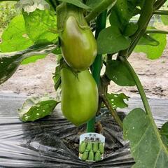 ★無農薬★11種の夏野菜セットの画像