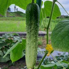 ★無農薬★11種の夏野菜セットの画像