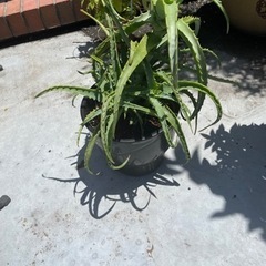 プランター植物