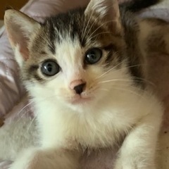 甘えん坊な子猫たち - 猫