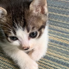 甘えん坊な子猫たち − 和歌山県