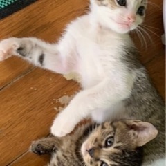 甘えん坊な子猫たち - 岩出市