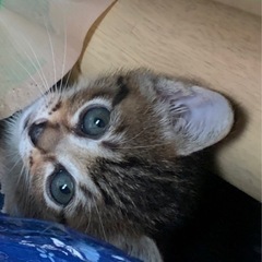 甘えん坊な子猫たち - 里親募集